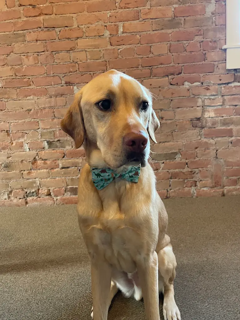 Meet Gunner, Our Chief Happiness Officer